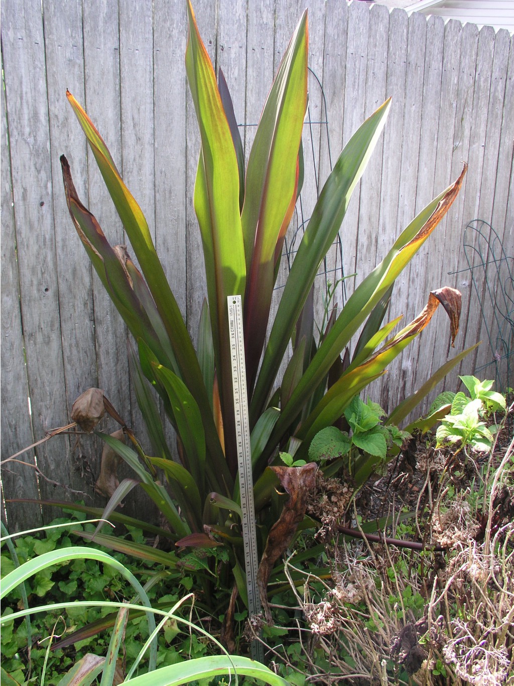 Crinum Procerum red-leaved #03 (3).JPG