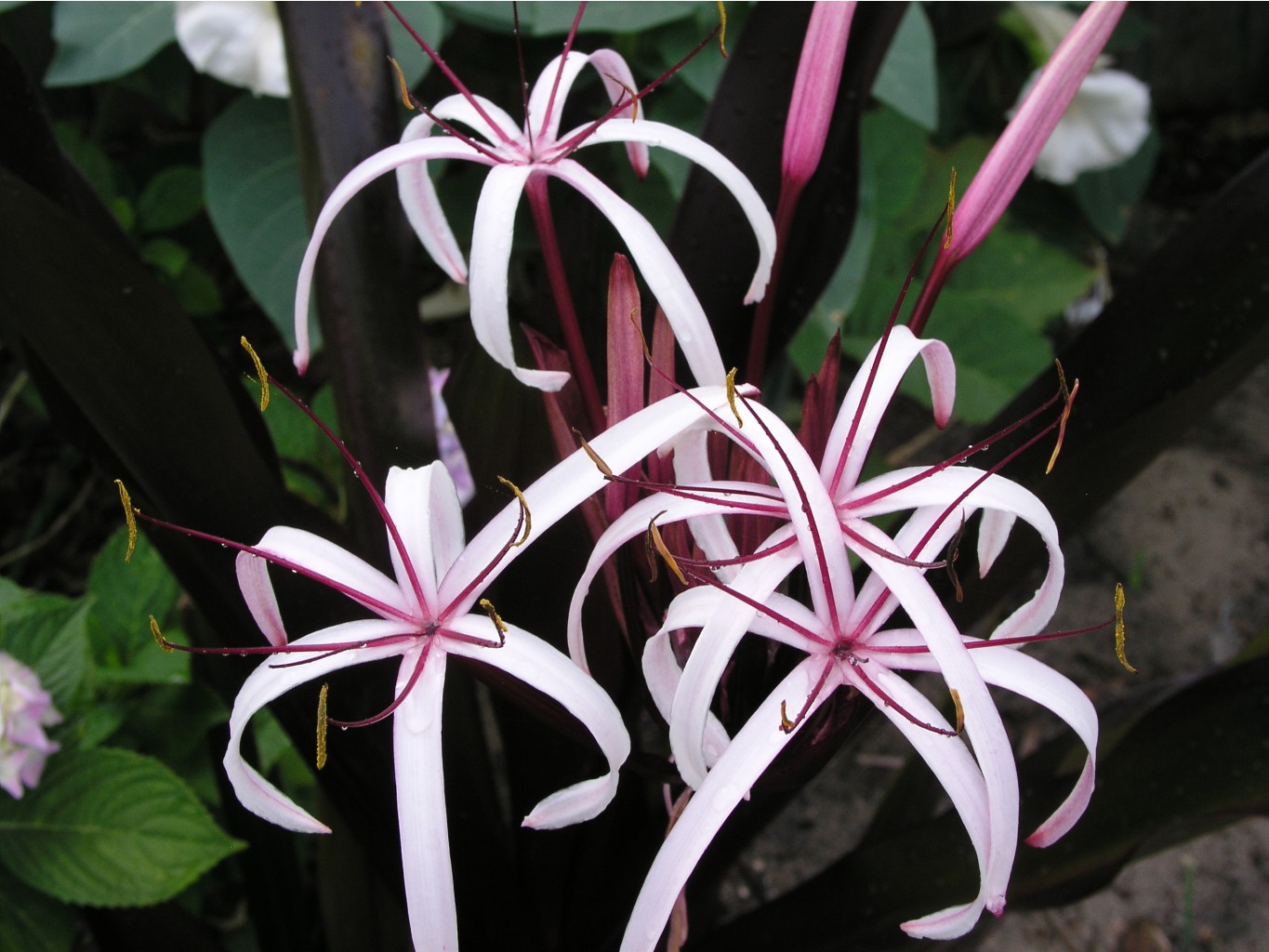 Crinum Procerum red-leaved #03 (7).jpg