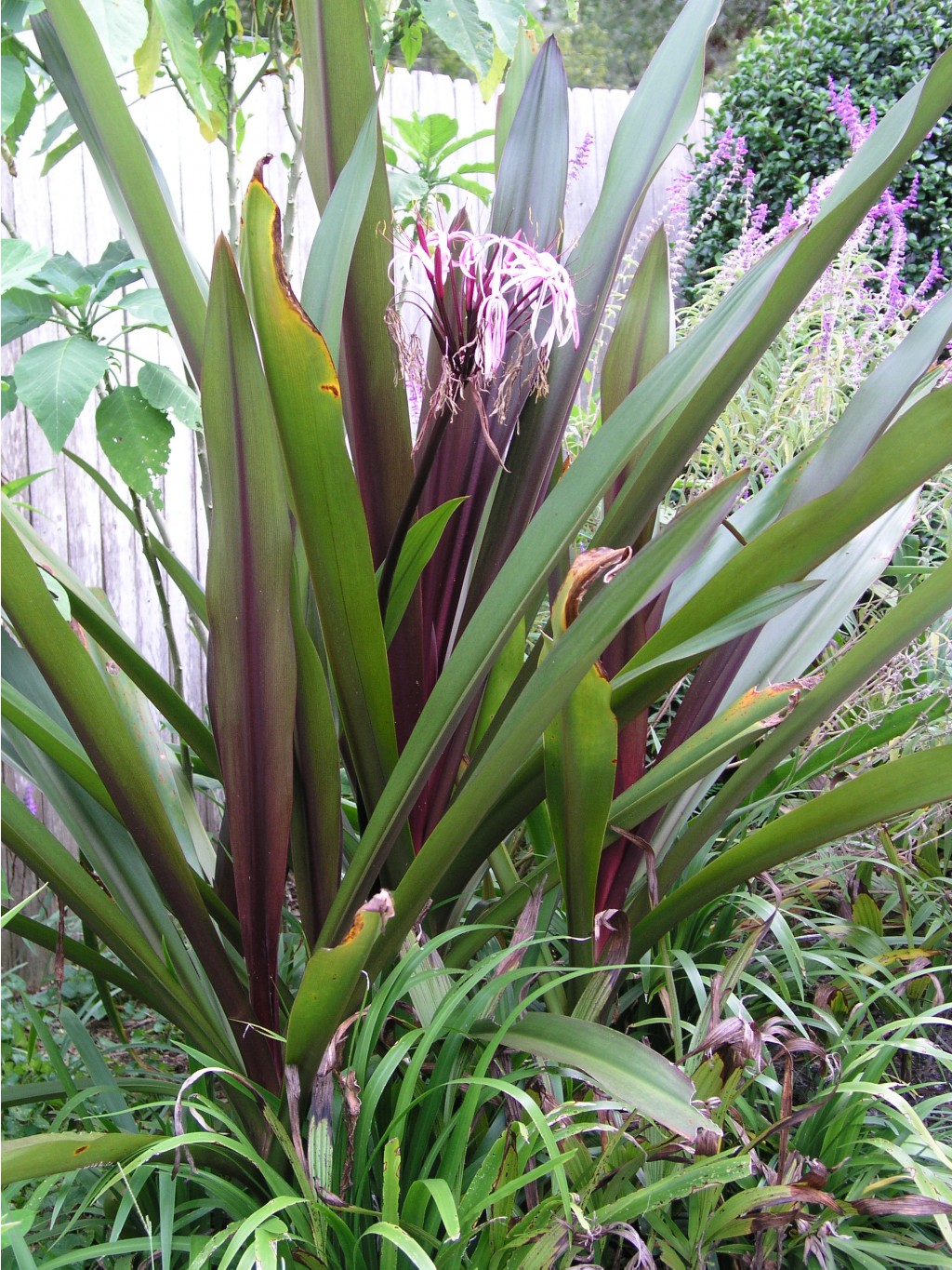 Crinum Procerum Red-leaved #05 (2).JPG