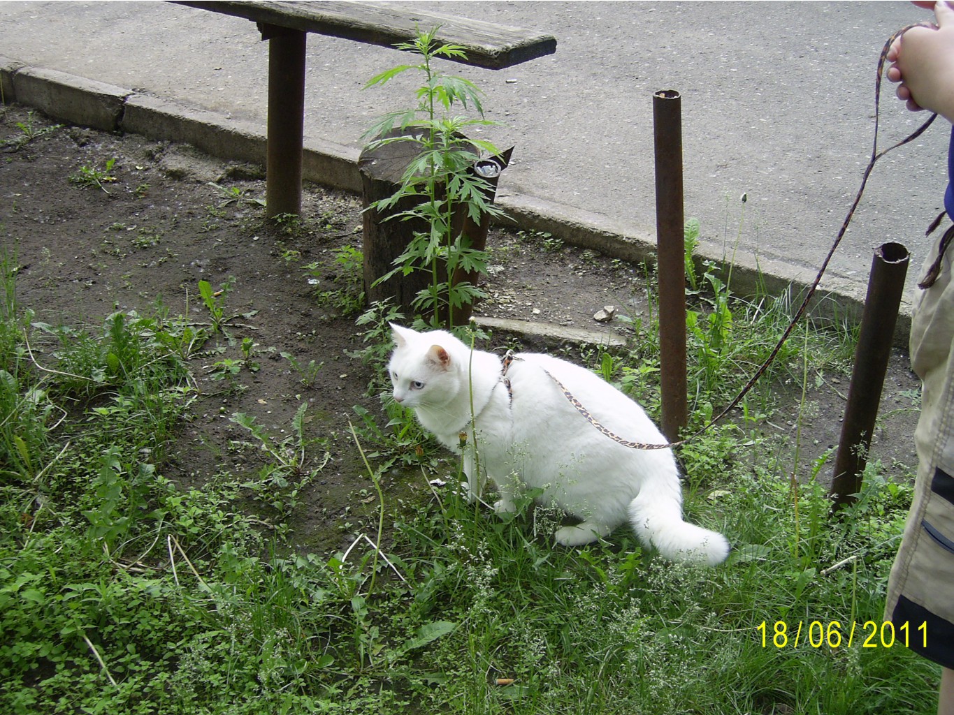 PIC_0084.JPG
