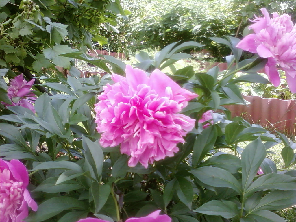 SP_A0052.jpg