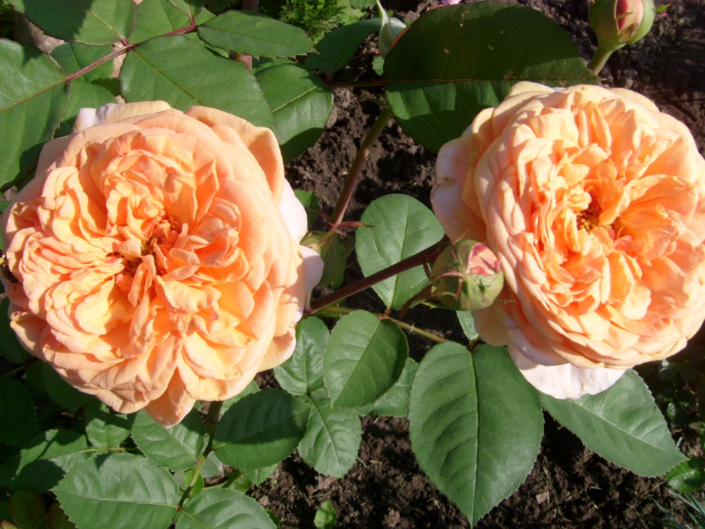 Crown Princess Margareta(  )