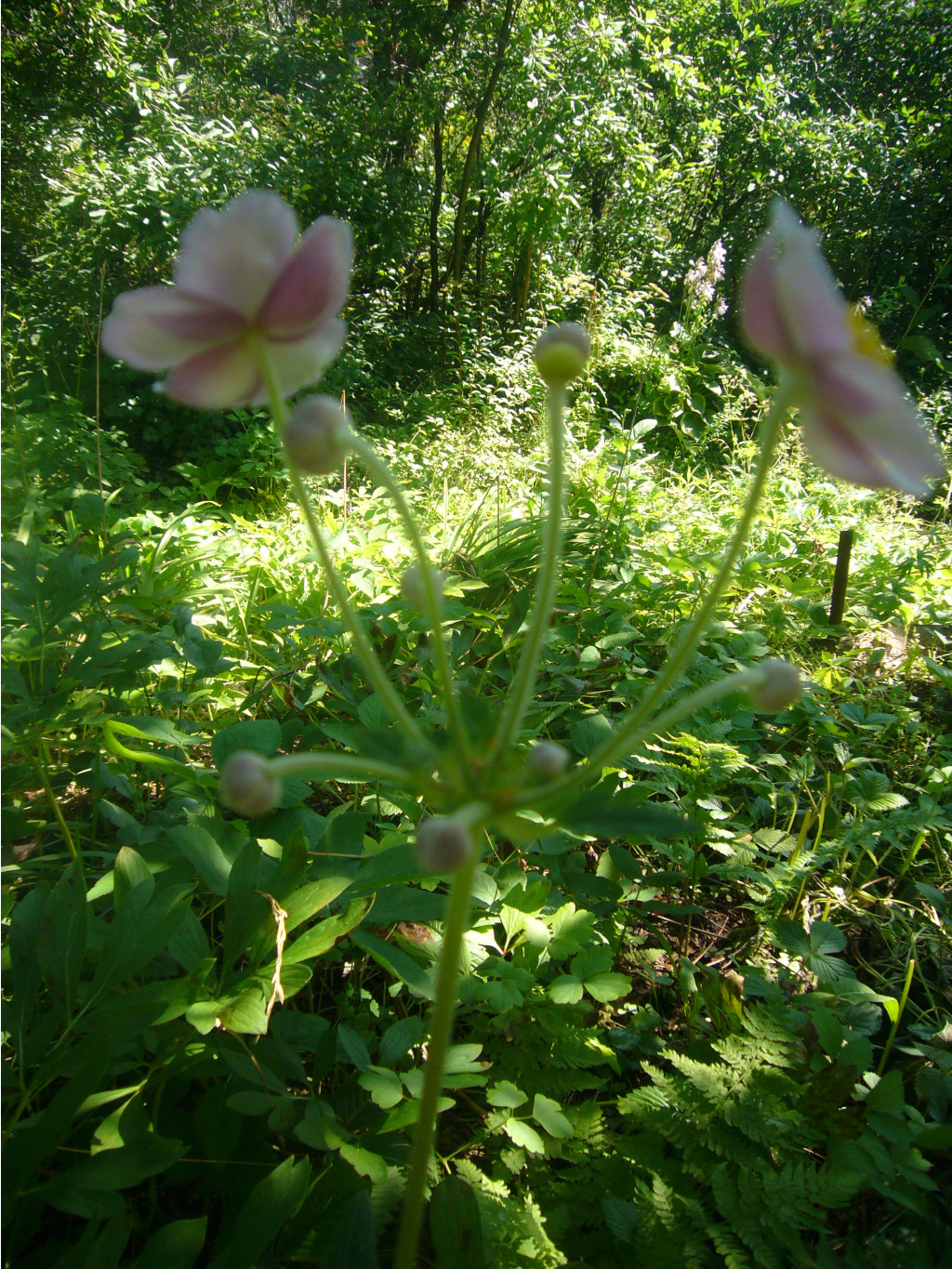 P1060167.JPG