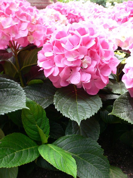 hortensia.1173173822.jpg