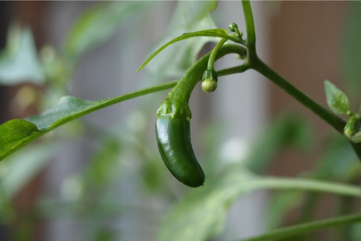 jalapeno 