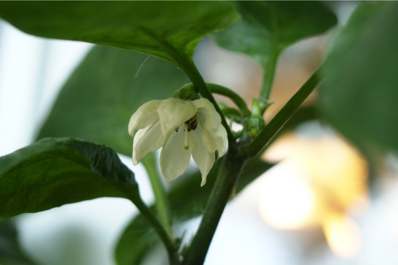 jalapeno 