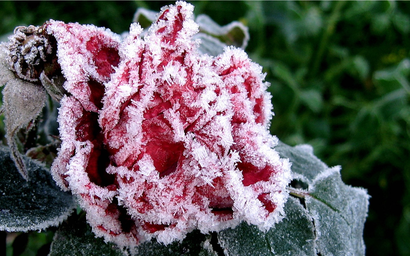 flowers_under_frost (11).jpg