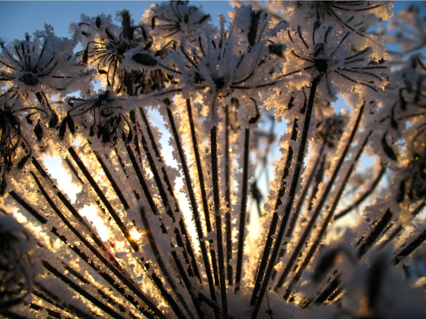 flowers_under_frost (13).jpg