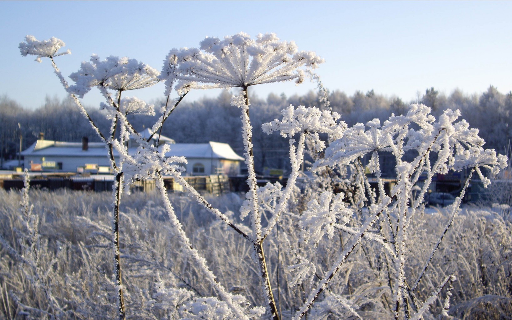 flowers_under_frost (18).jpg
