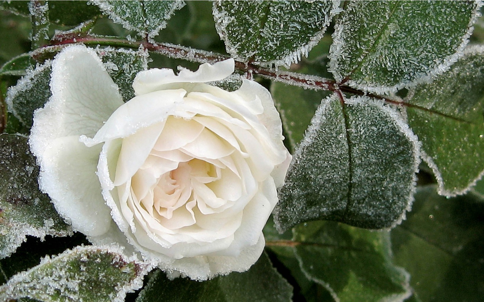 flowers_under_frost (20).jpg