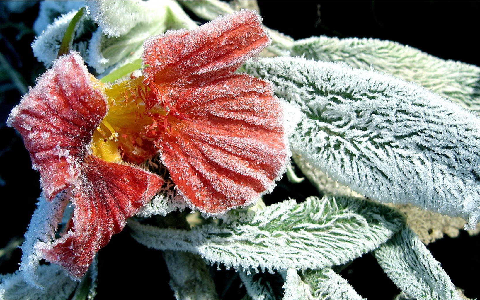 flowers_under_frost (21).jpg