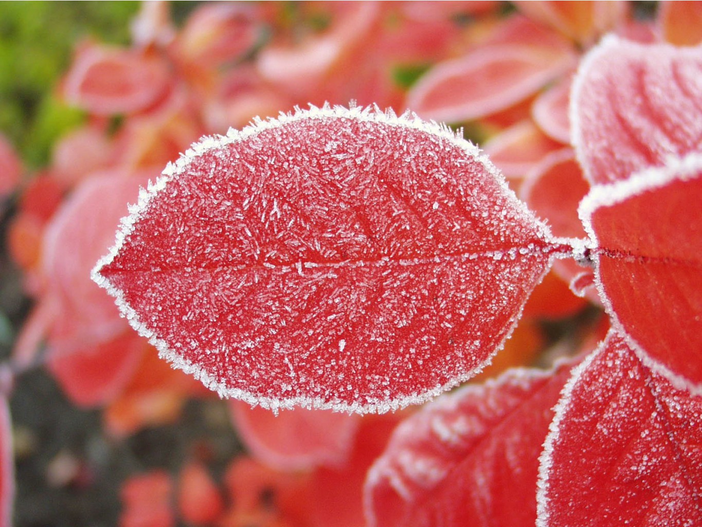 flowers_under_frost (22).jpg