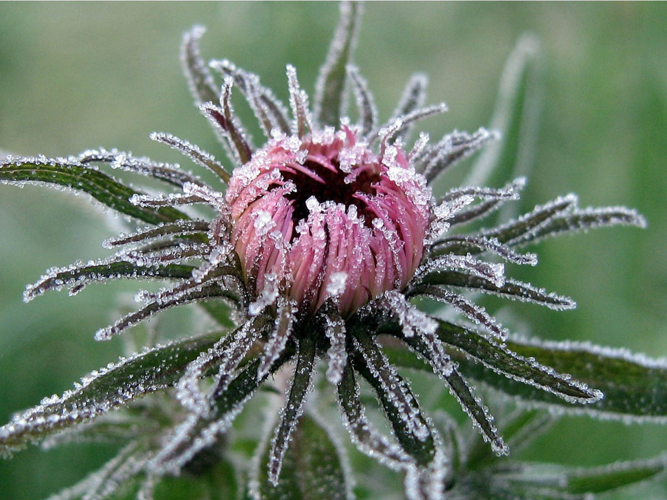 flowers_under_frost (25).jpg