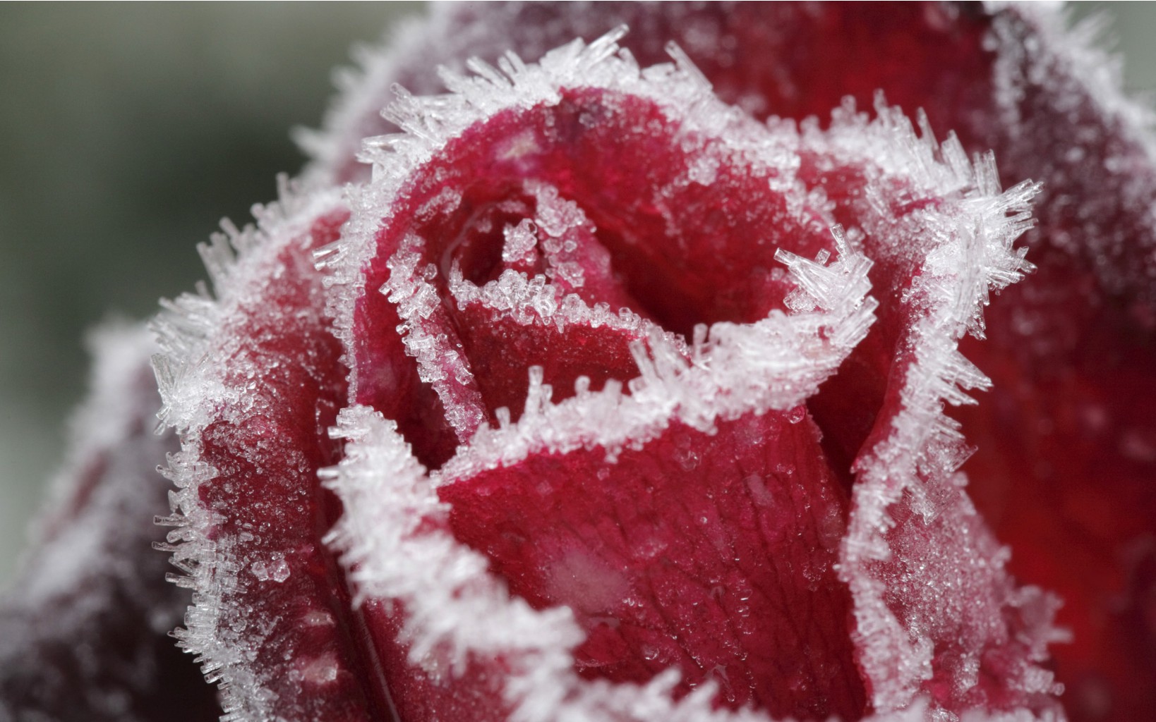 flowers_under_frost (26).jpg