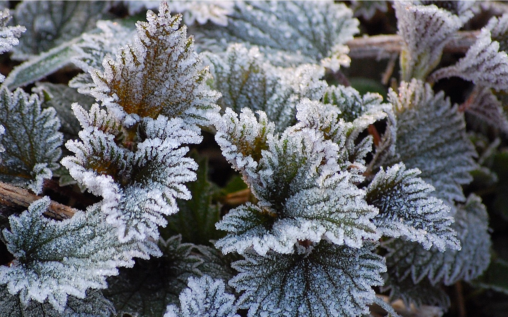 flowers_under_frost (27).jpg