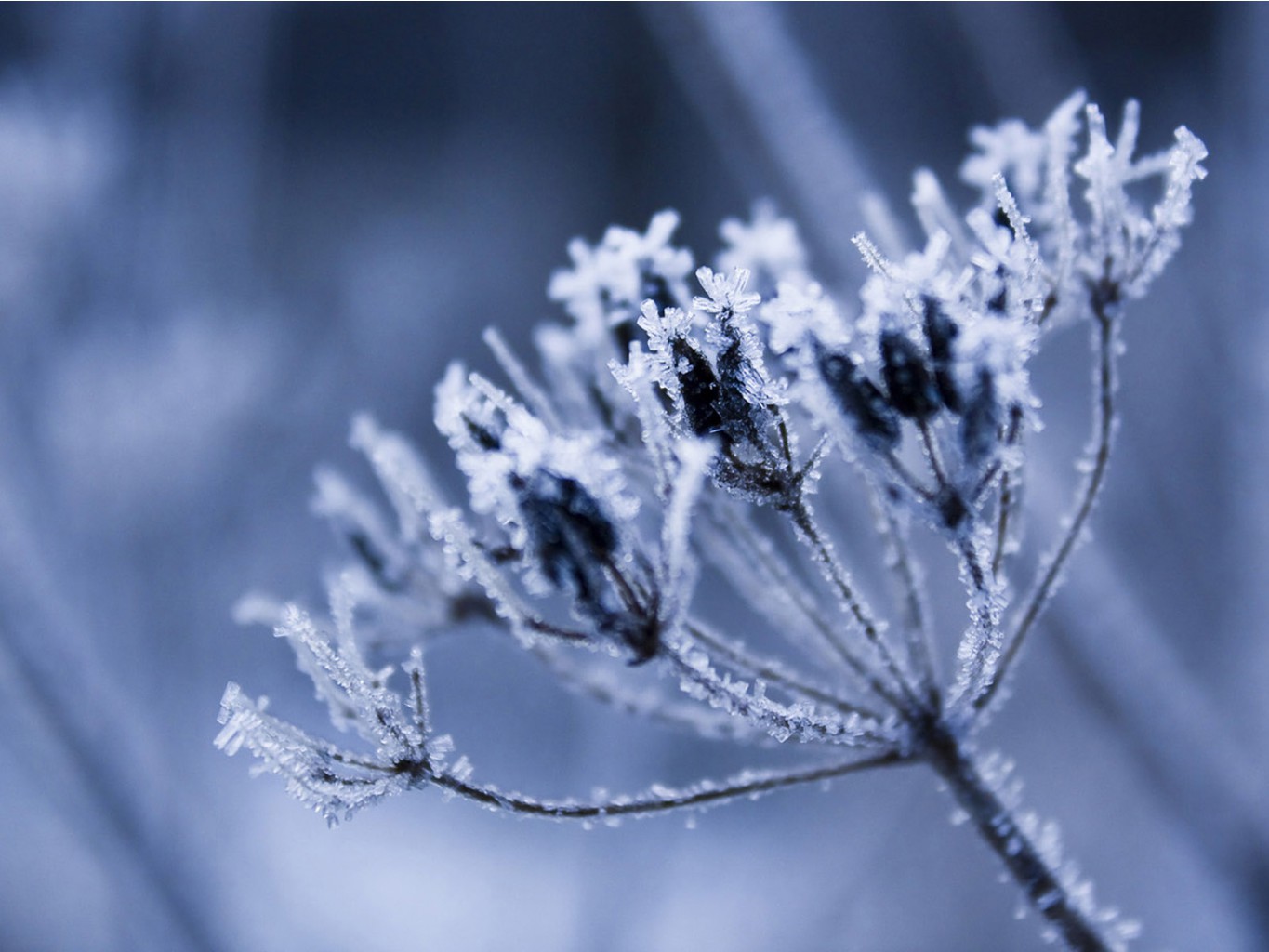 flowers_under_frost (29).jpg