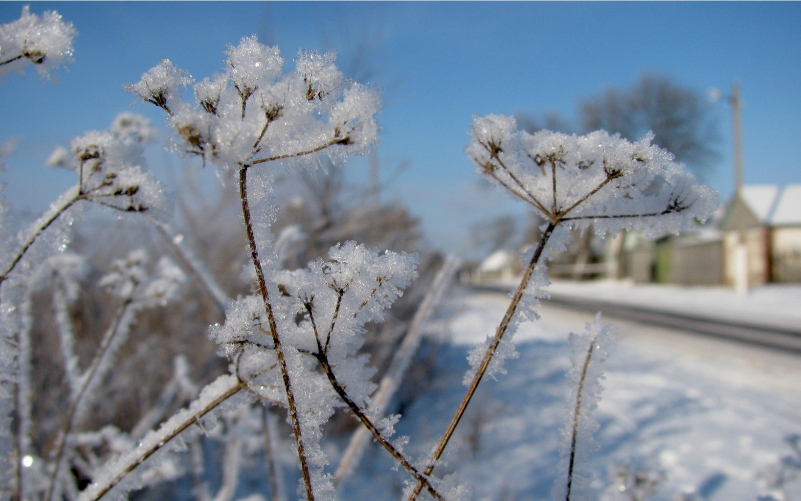 flowers_under_frost.jpg