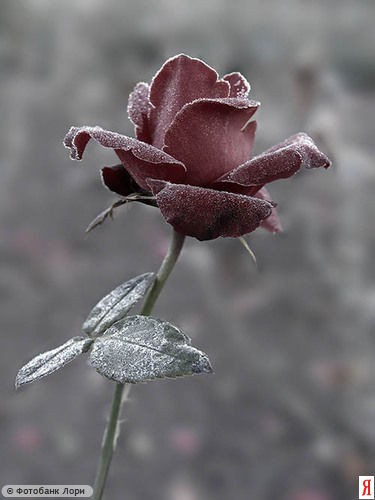 rose-frost_007_1.jpg