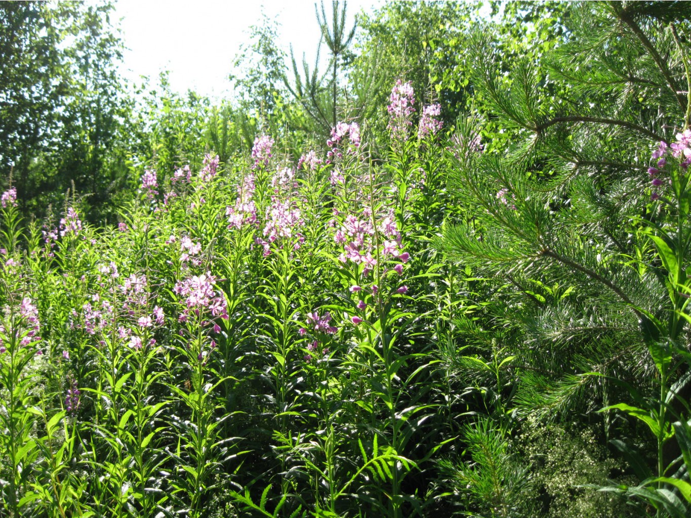 37494945-img_1507.jpg