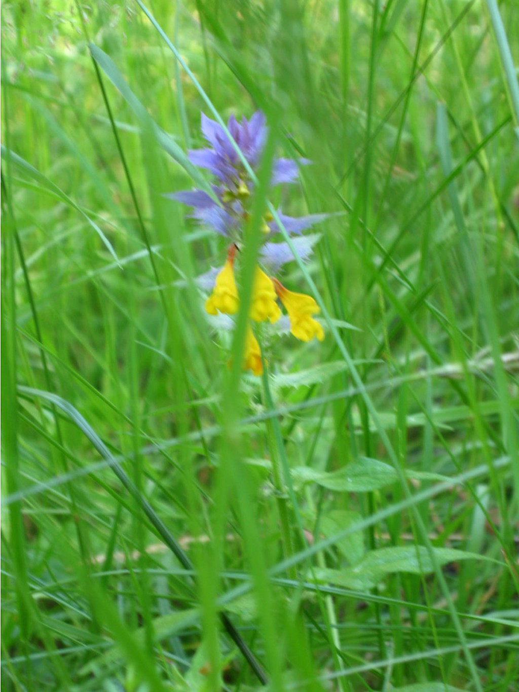 37494989-img_1494-1.jpg