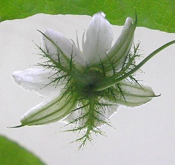 passiflora_foetida_back_1.jpg