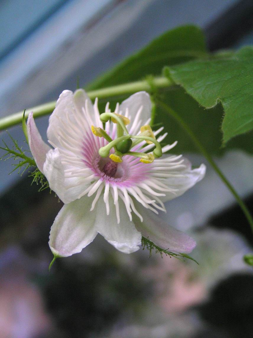 passiflora_foetida_3.jpg