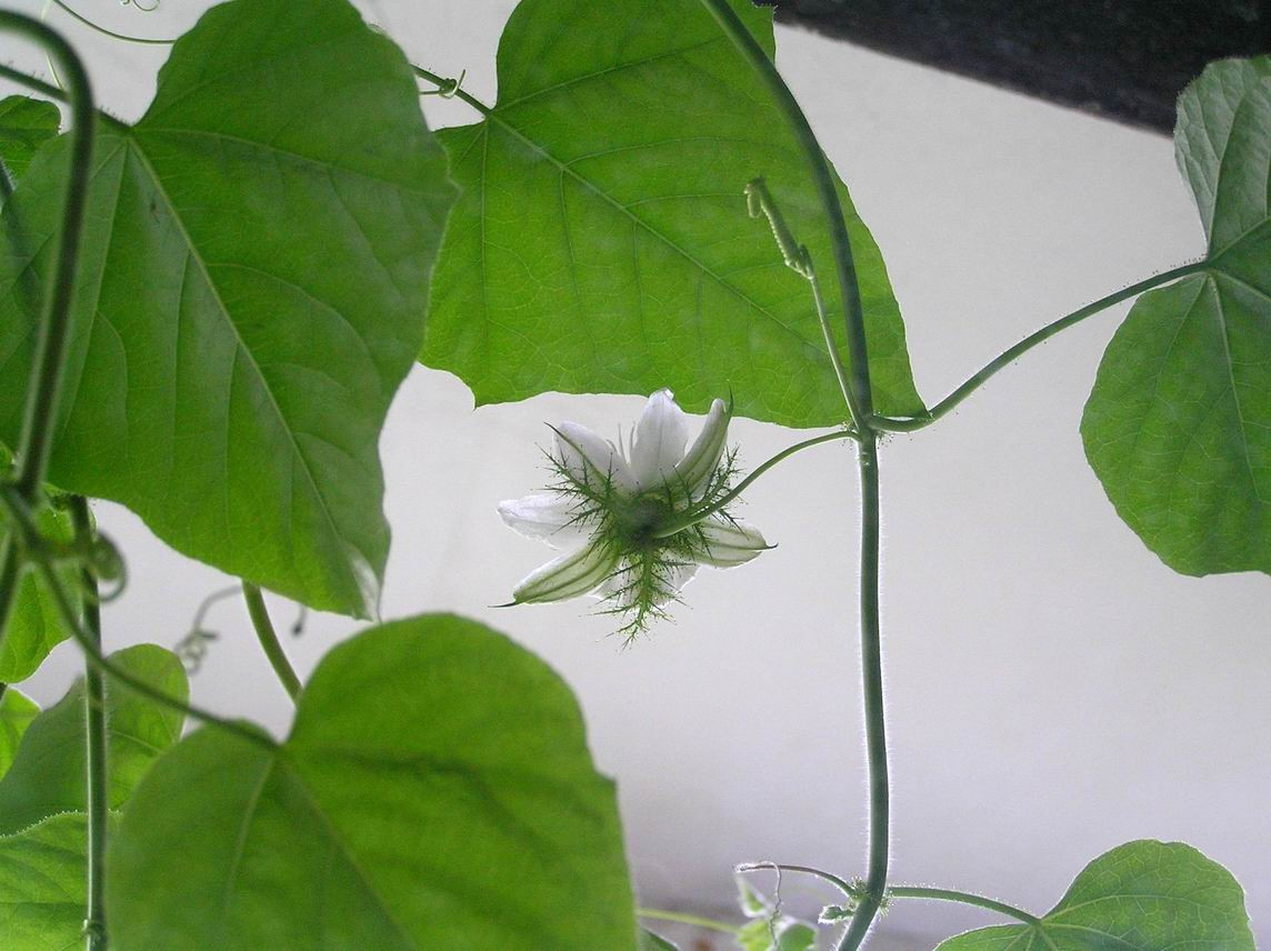 passiflora_foetida_5.jpg