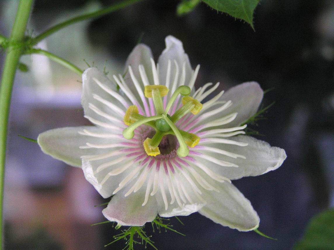 passiflora_foetida_2.jpg