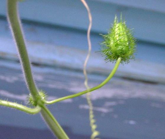 Passiflora_foetida.jpg