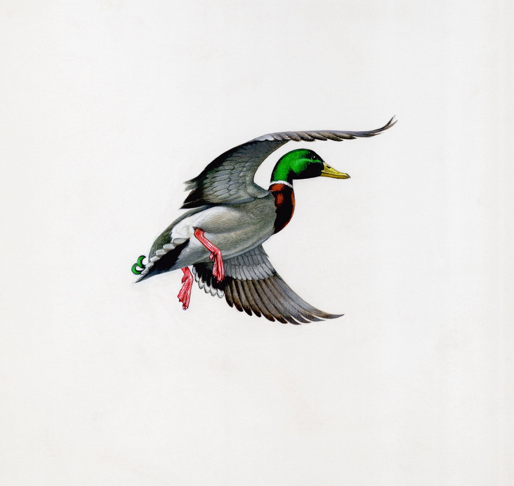 Illustration_Mallard_in_Flight_Mallards_Anas_Ducks_Anatidae_Anseriformes_Birds_Vertebrates_b.jpg