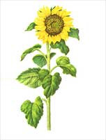 sunflower[1].jpg