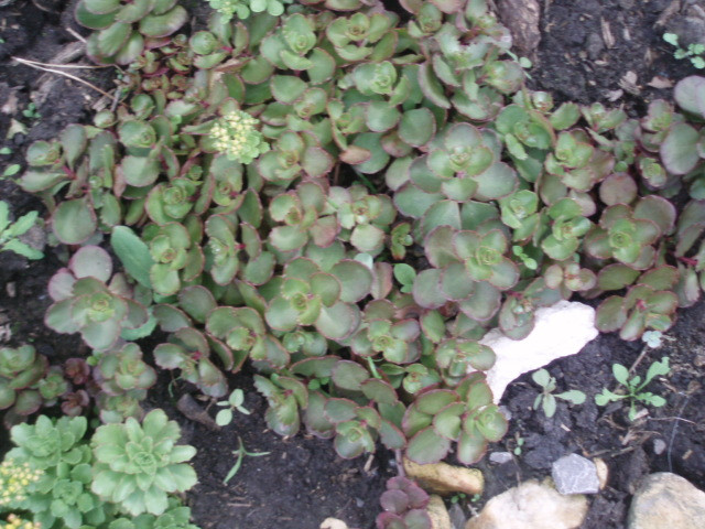 P1010141.JPG