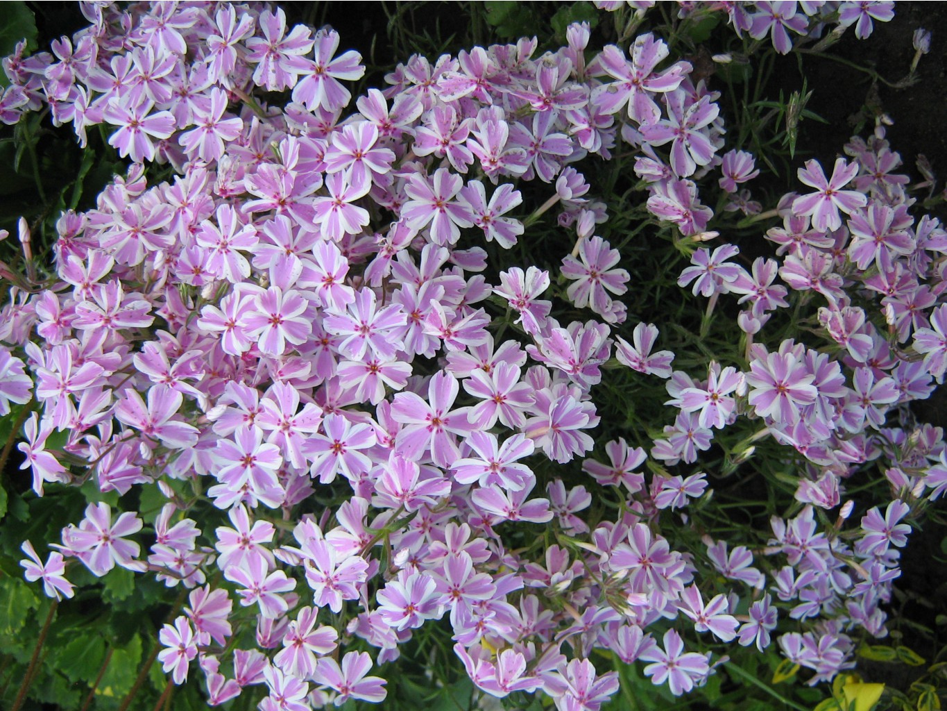 флокс шил. пестр.jpg