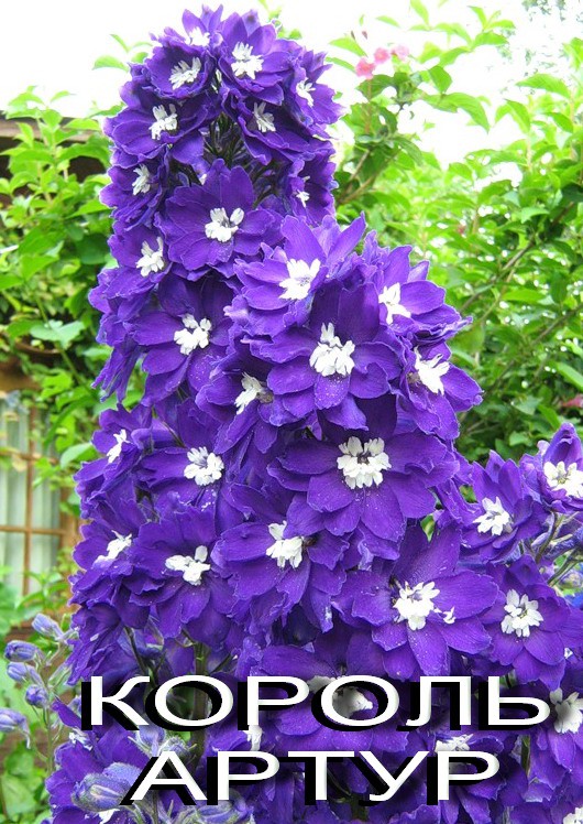 король.jpg