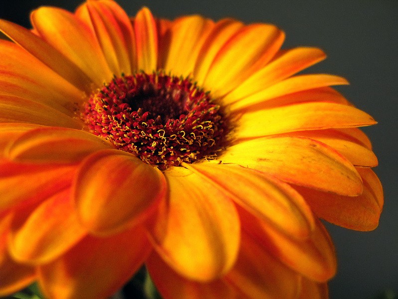 Orange_Gerbera_Daisy_resize.jpg