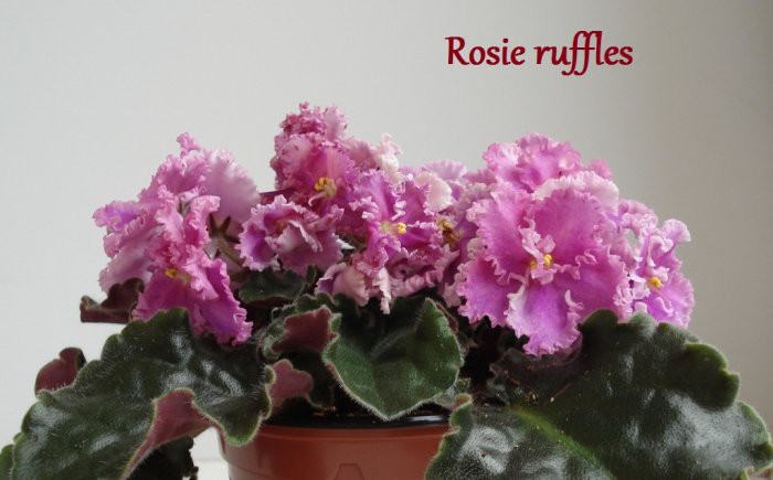 rosie ruffles