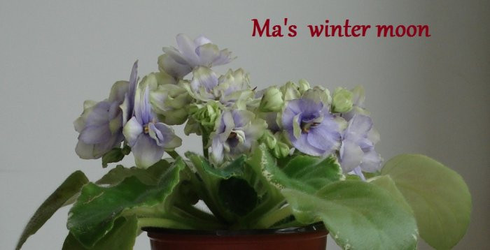 Ma’s winter moon
