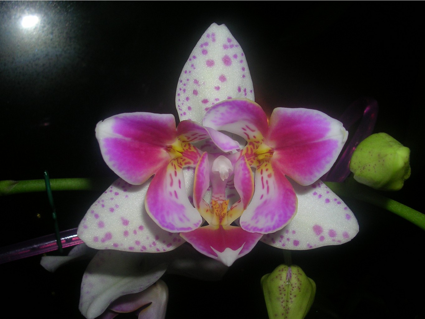 Phalaenopsis 'Pink Irbis' Peloric