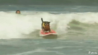 собака на доске.gif