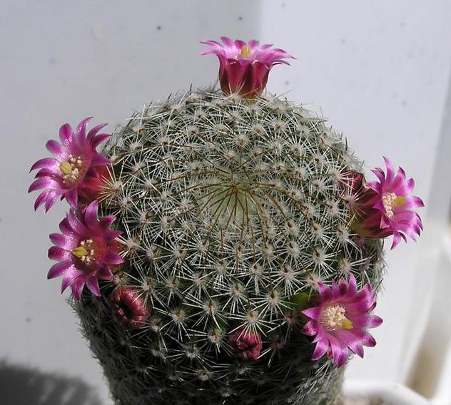 Mammillaria matudae 12.06.2010