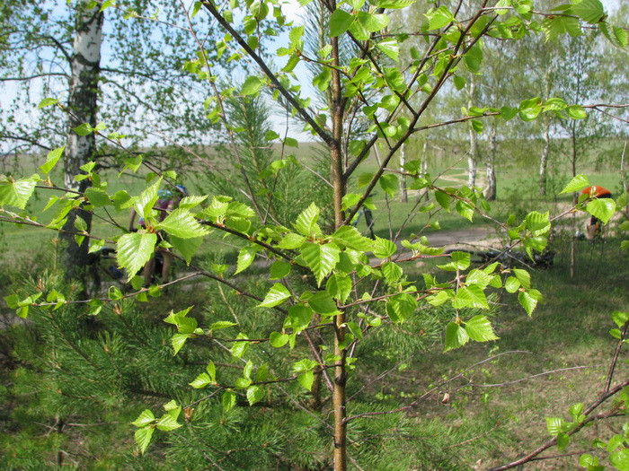 04.05.2008 15:54:47