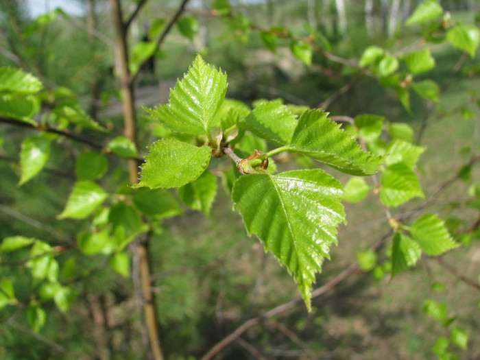 04.05.2008 15:54:57