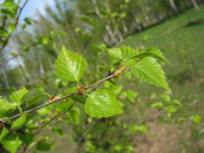 04.05.2008 15:55:05