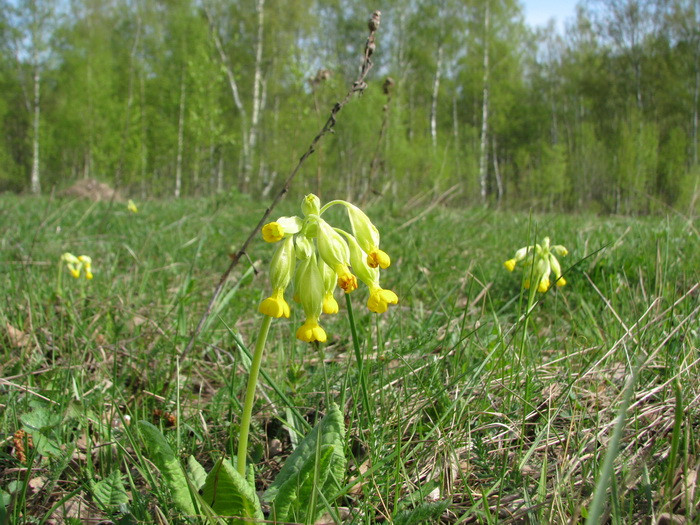 04.05.2008 15:55:38