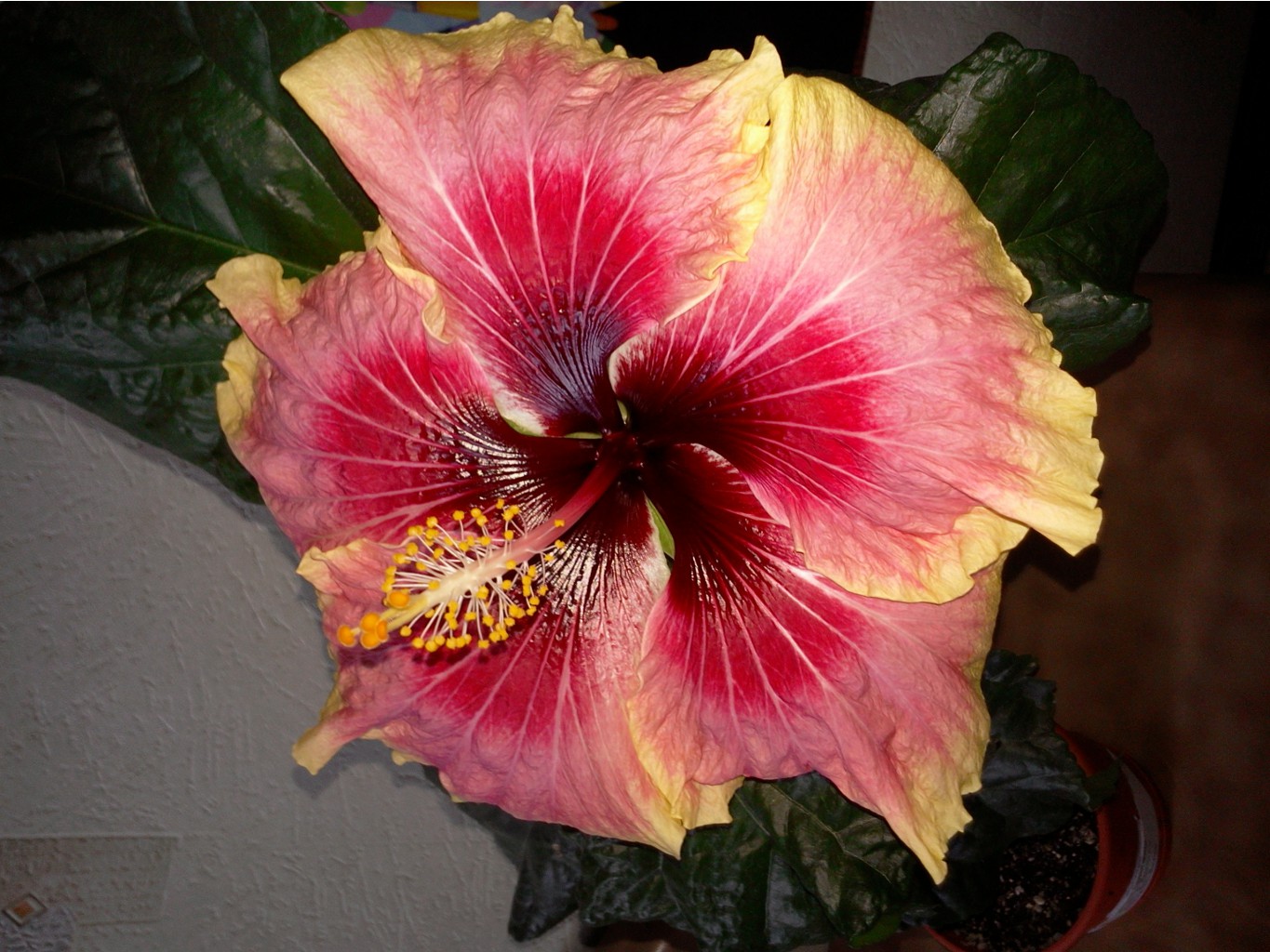 Tahitian Queen