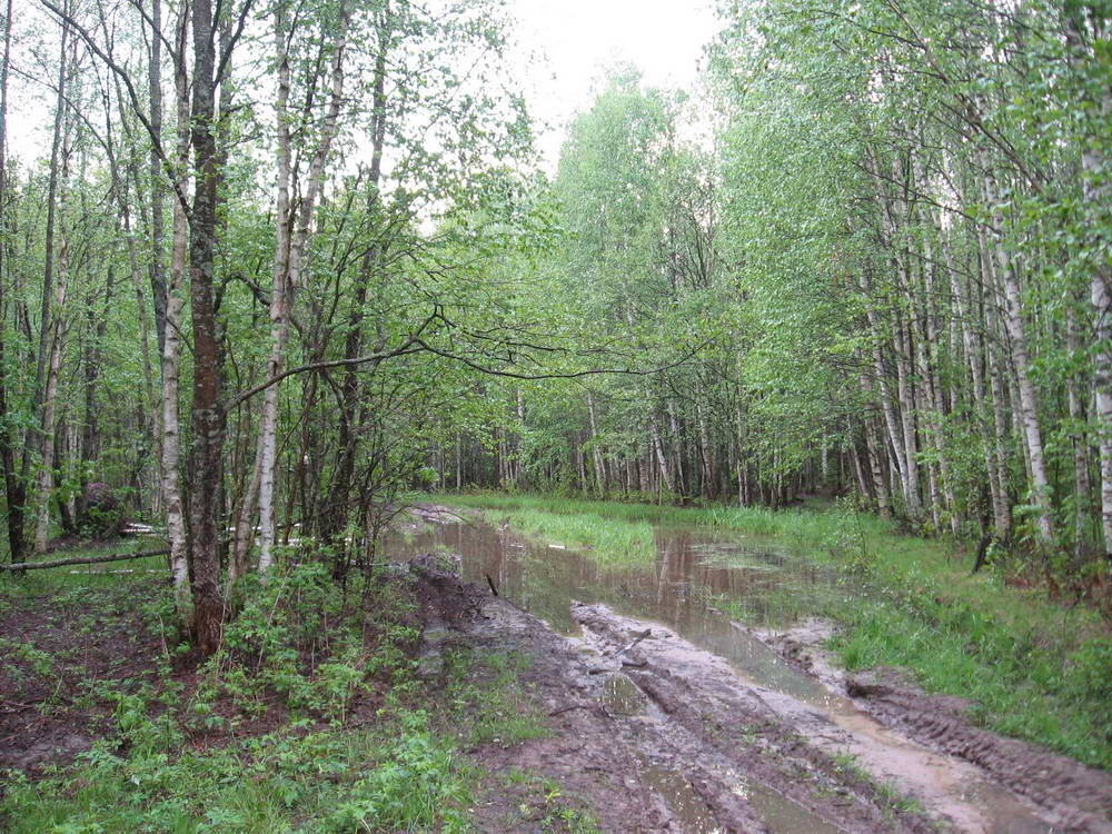 Дорога