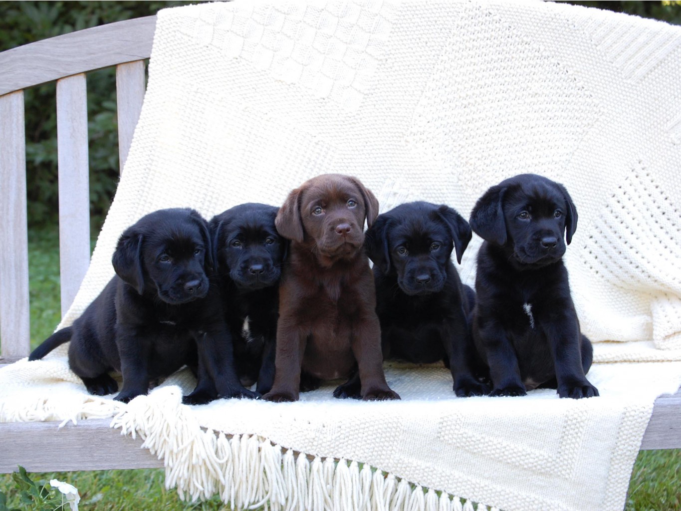 cute_puppies_pack_labrador_wallpaper.jpg