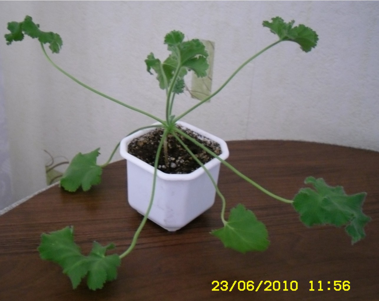 Pelargonium capitatum