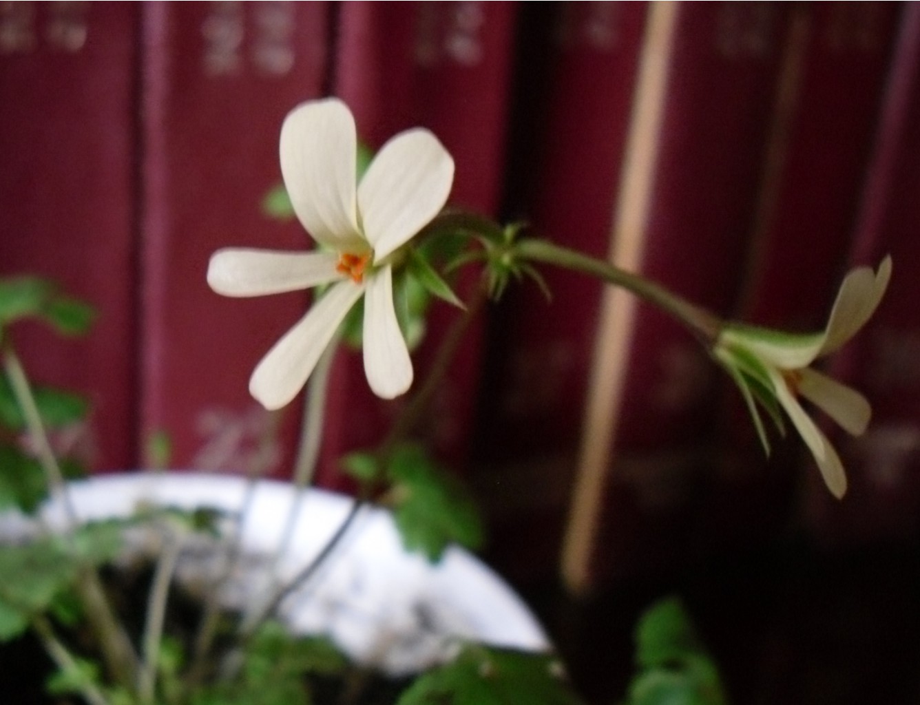 Pelargonium elongatum  