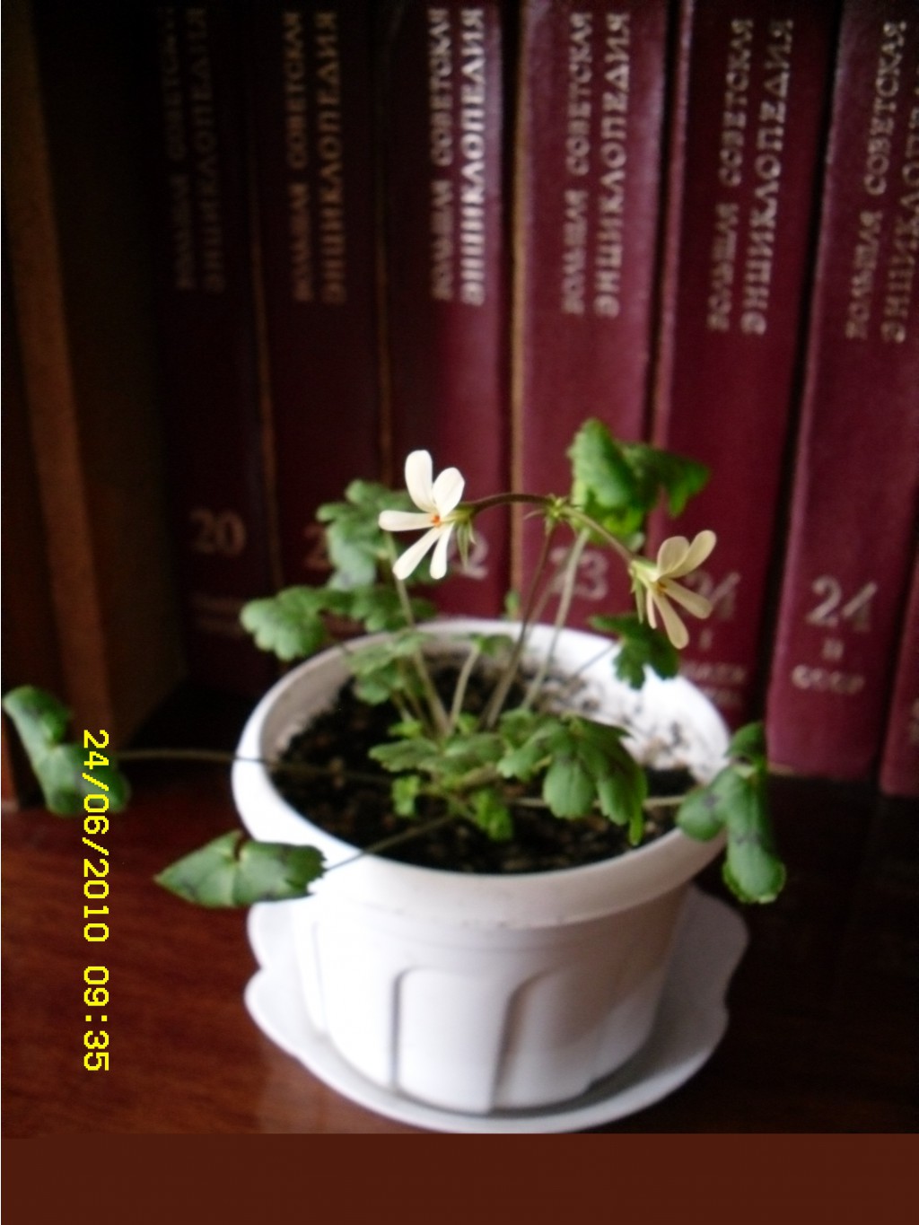 Pelargonium elongatum